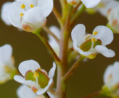 Lepidium virginicum