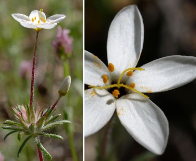 Leptosiphon parviflorus