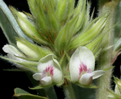 Lespedeza capitata