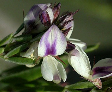 Lespedeza cuneata