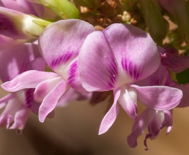 Lespedeza frutescens