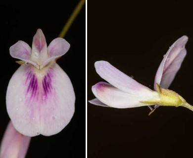 Lespedeza repens