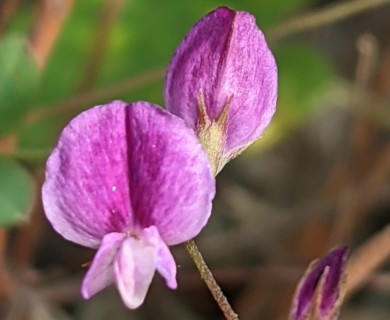 Lespedeza texana