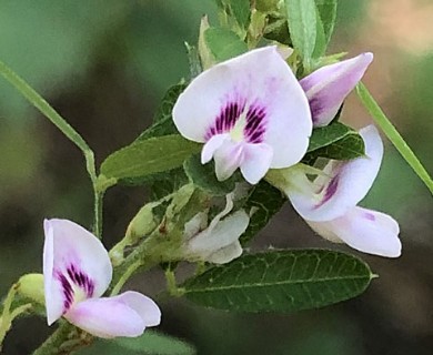 Lespedeza virginica