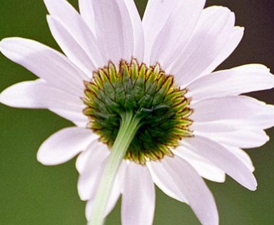 Leucanthemum vulgare