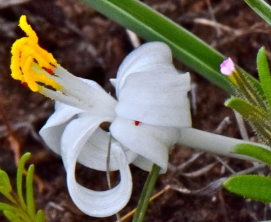 Leucocrinum montanum