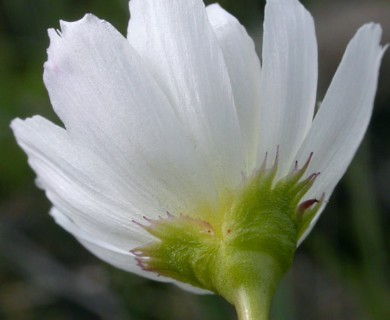 Lewisia oppositifolia