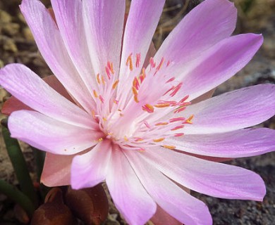 Lewisia rediviva