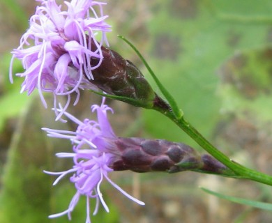 Liatris cylindracea