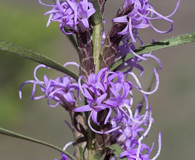 Liatris punctata