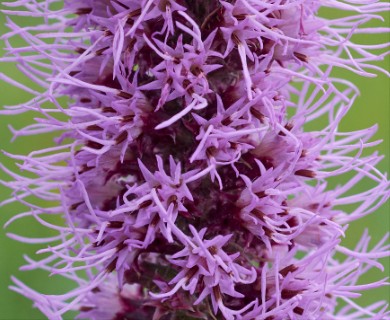 Liatris pycnostachya