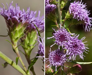 Liatris scariosa