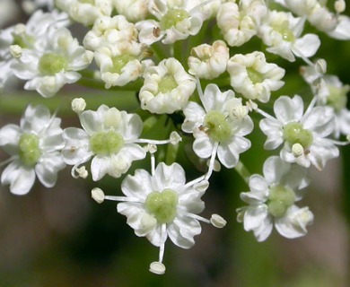 Ligusticum grayi