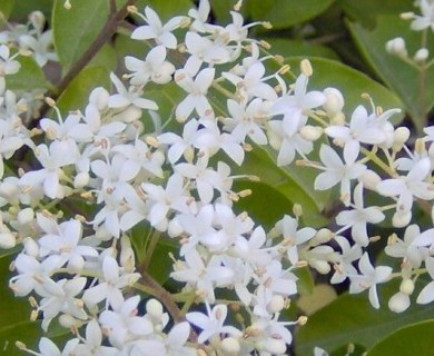 Ligustrum sinense