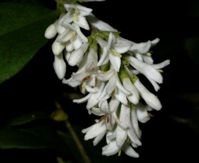 Ligustrum vulgare