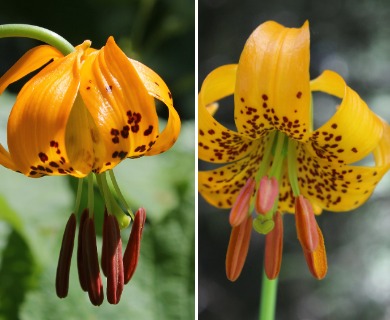 Lilium columbianum