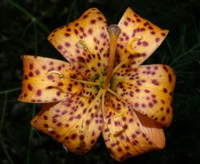 Lilium michiganense