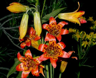 Lilium parvum