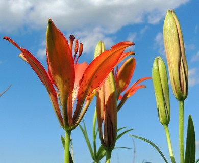 Lilium philadelphicum