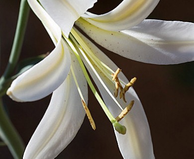 Lilium washingtonianum