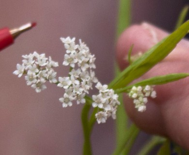 Limnosciadium pumilum