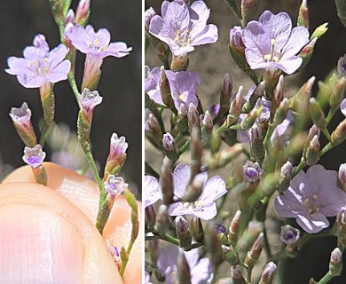 Limonium duriusculum