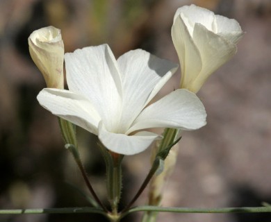 Linanthus dichotomus