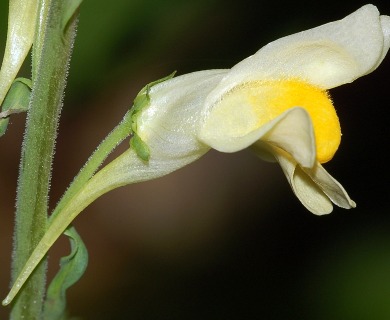 Linaria vulgaris