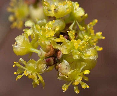 Lindera benzoin