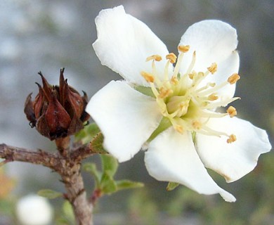 Lindleya mespiloides