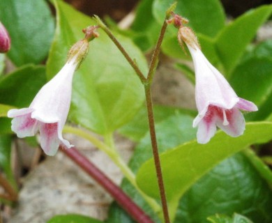 Linnaea borealis