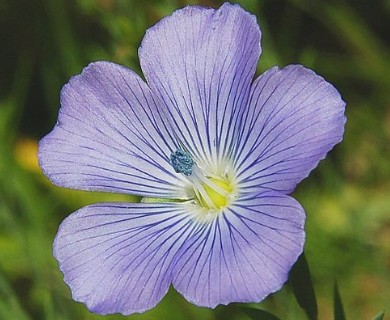 Linum bienne