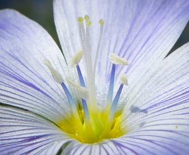 Linum lewisii