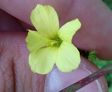 Linum sulcatum