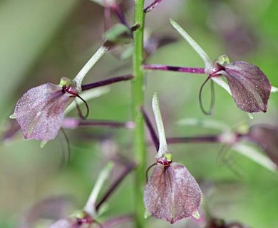 Liparis liliifolia