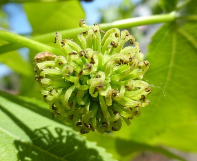 Liquidambar styraciflua