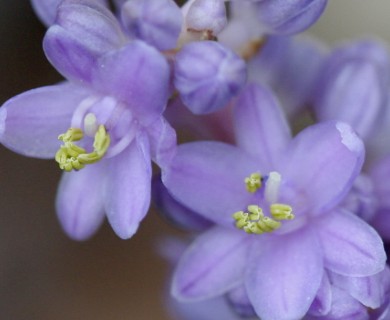 Liriope muscari