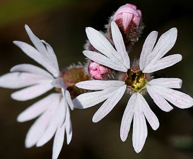 Lithophragma parviflorum