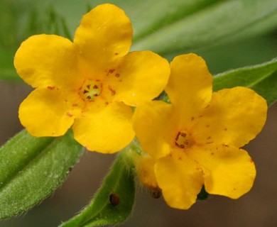 Lithospermum canescens