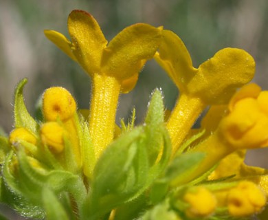 Lithospermum caroliniense