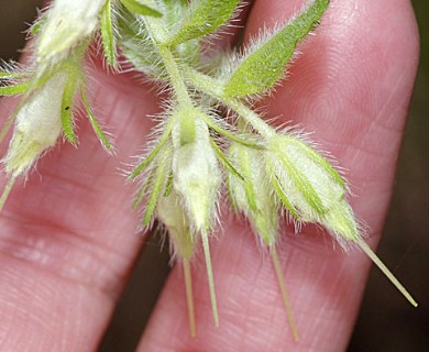 Lithospermum helleri