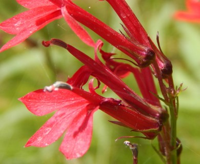 Lobelia cardinalis