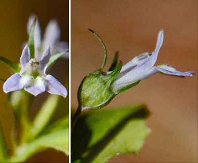 Lobelia inflata