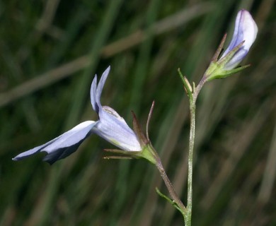 Lobelia kalmii