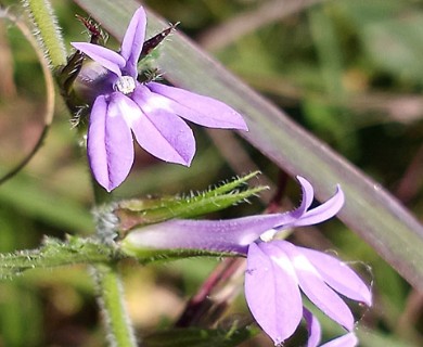 Lobelia puberula