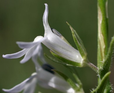 Lobelia spicata