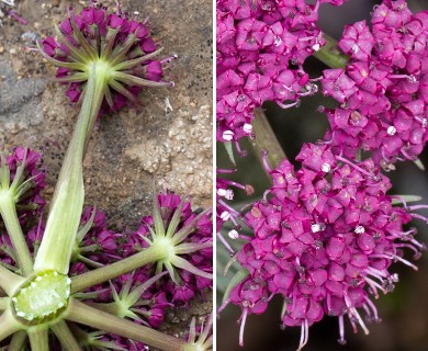 Lomatium columbianum