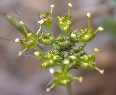 Lomatium howellii