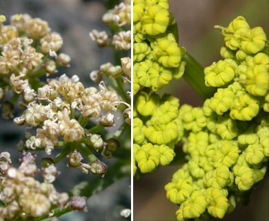 Lomatium martindalei