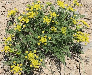 Lomatium multifidum